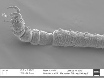 Media type: image; Invertebrate Zoology 131275